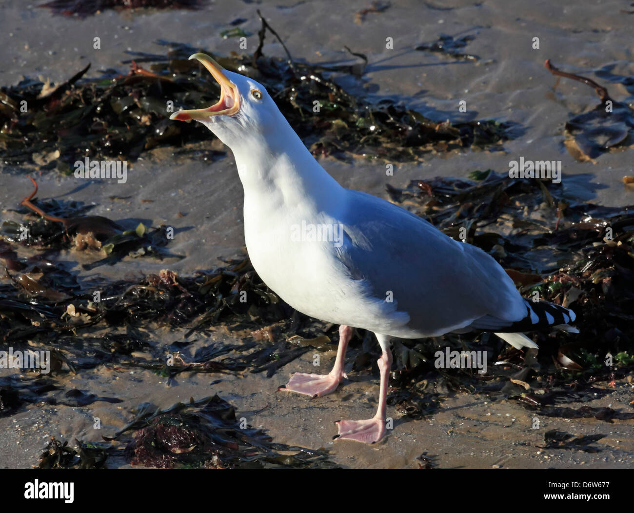 8429. Herring Gull, Westgate on Sea, Kent, England, Europe Stock Photo Alamy
