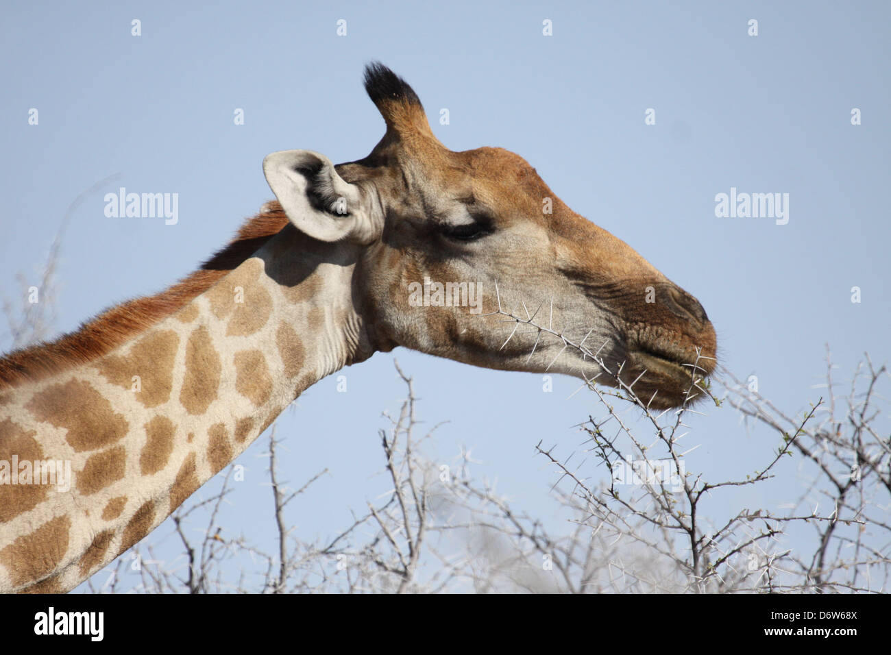 Giraffe feeding on bare twigs in Etosha National Park, Namibia, south Africa Stock Photo