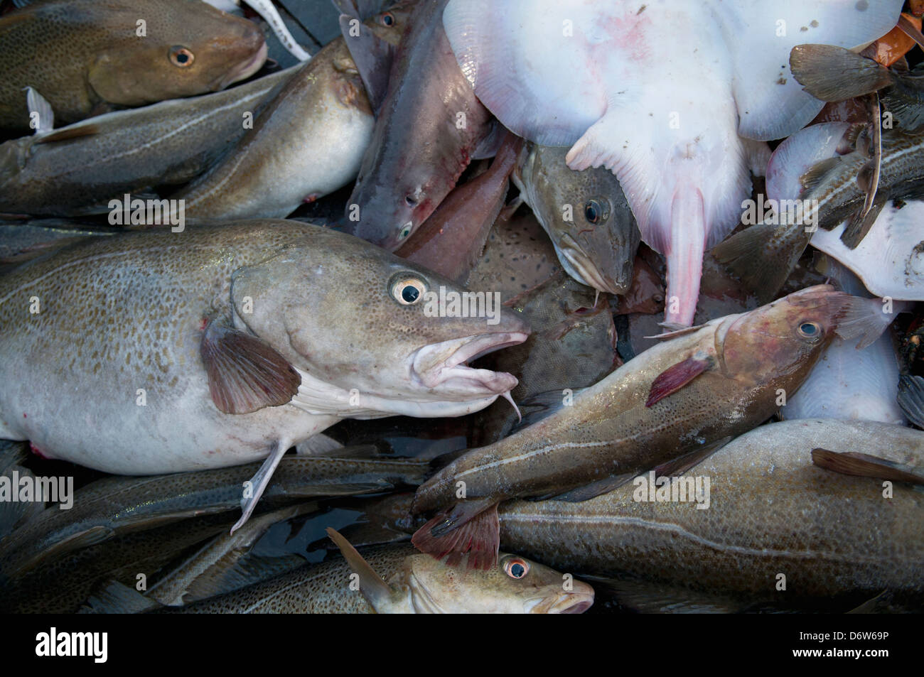 Little Skate (Leucoraja erinacea) and Atlantic Cod fish (Gadus morhua) on deck of fishing dragger. Stellwagen Banks, New England Stock Photo