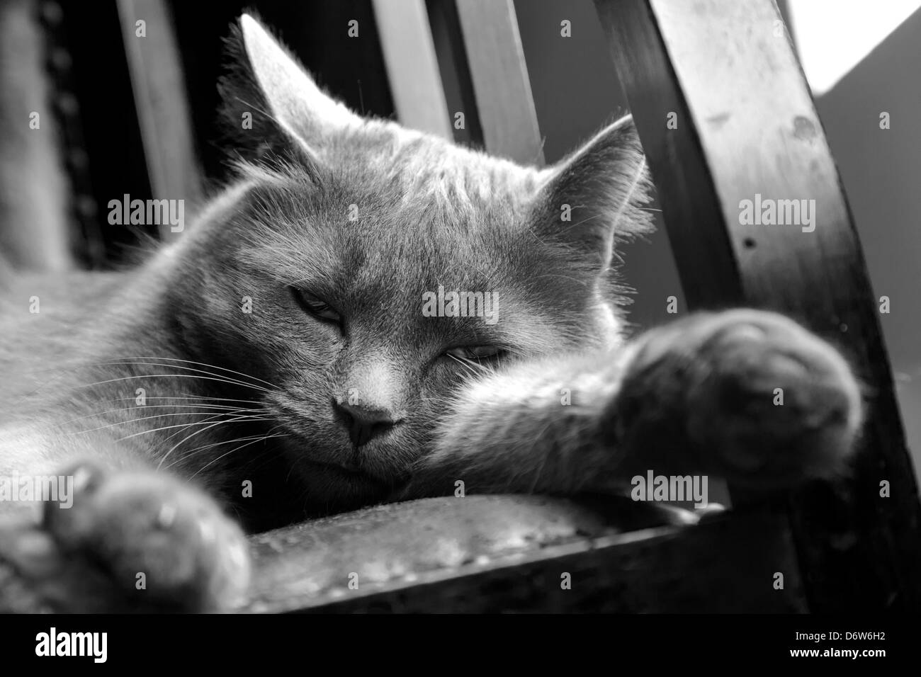 Sleepy Russian blue cat on chair Stock Photo