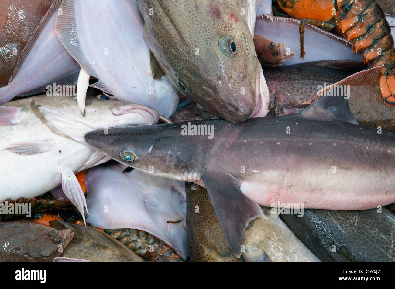 Spiny Dogfish Shark (Squalus acanthias), Atlantic Cod fish (Gadus morhua) Little Skate (Leucoraja erinacea) and American lobster Stock Photo
