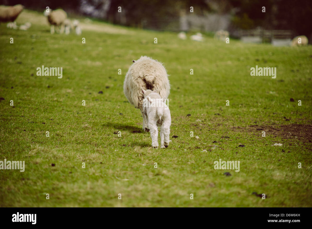 Two young spring lambs follow their mother in a field Stock Photo