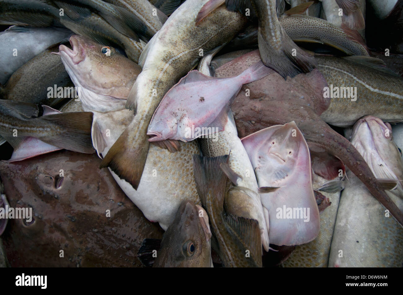 Atlantic Cod fish (Gadus morhua), Yellowtail Flounder (Limanda ...