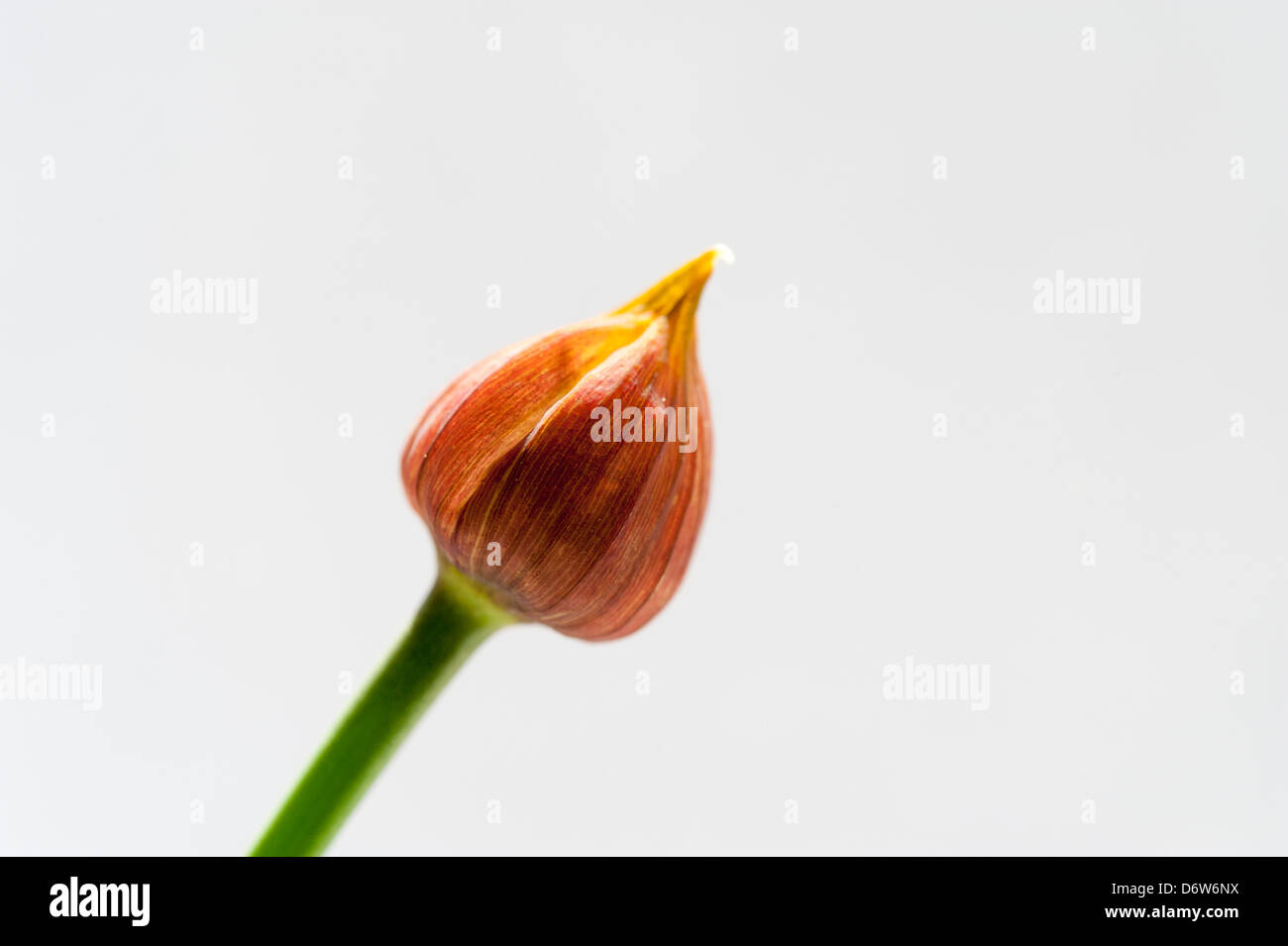 Close up of a chive flower head just before it opens. Stock Photo