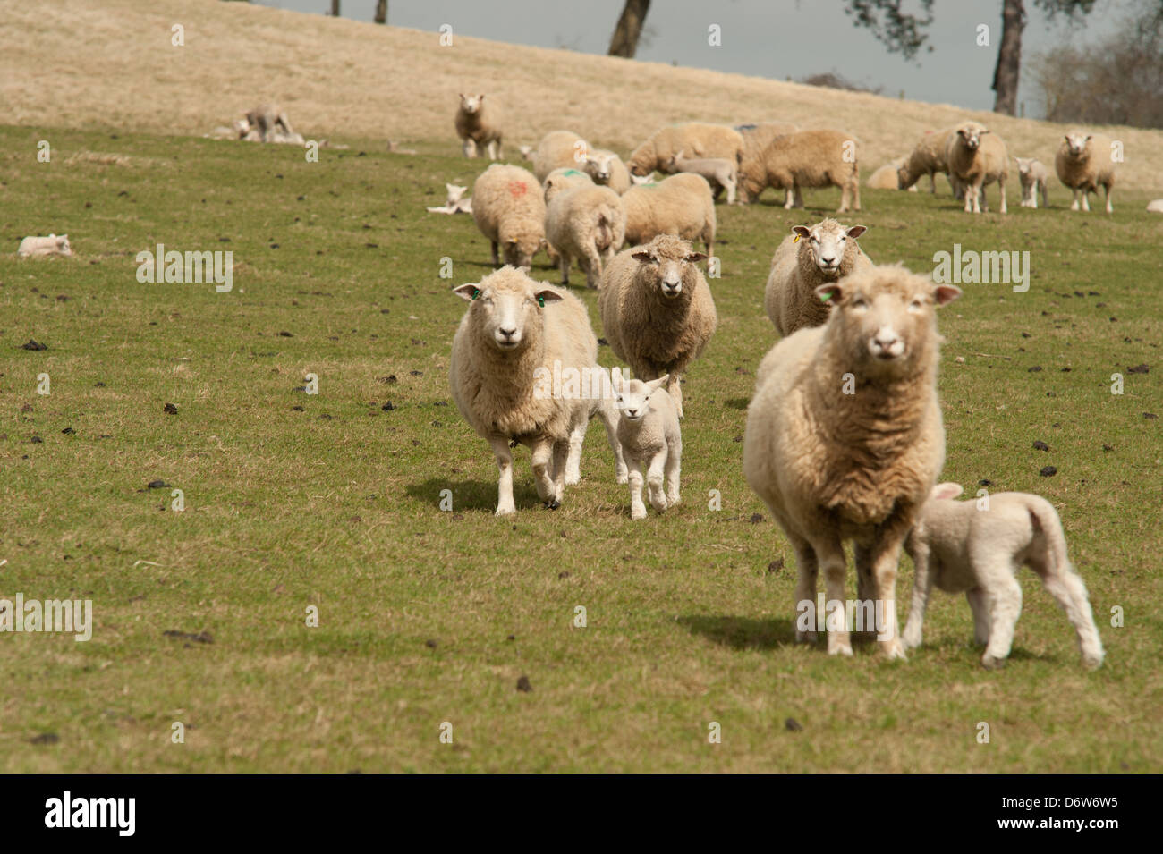 A Ewe in a field stands guard whilst its lamb suckles. Stock Photo