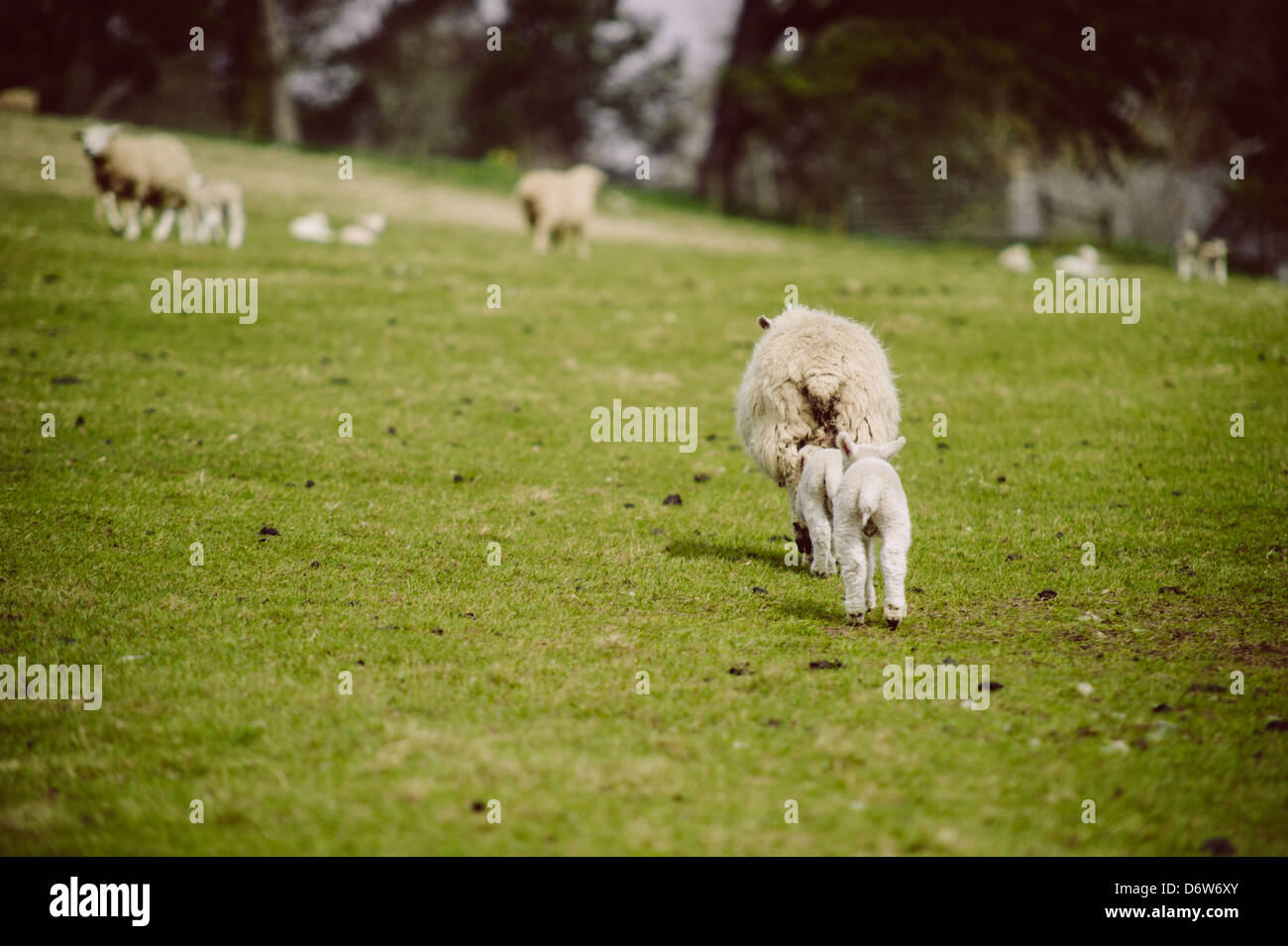 Two young spring lambs follow their mother in a field Stock Photo