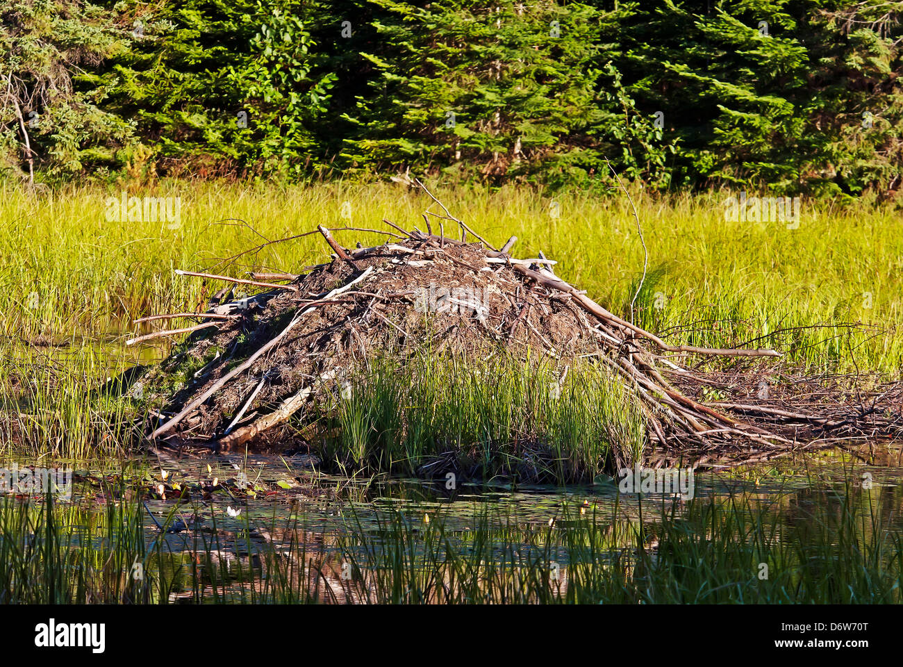 North American beaver's house, Stock Photo