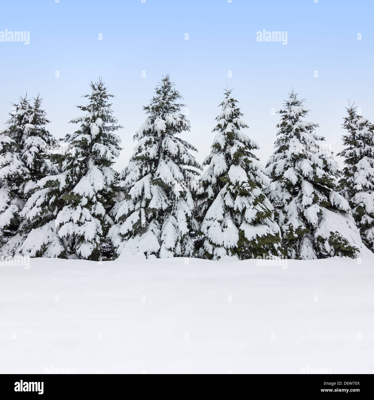 Beautiful winter day. Field and fir trees covered by snow Stock Photo ...