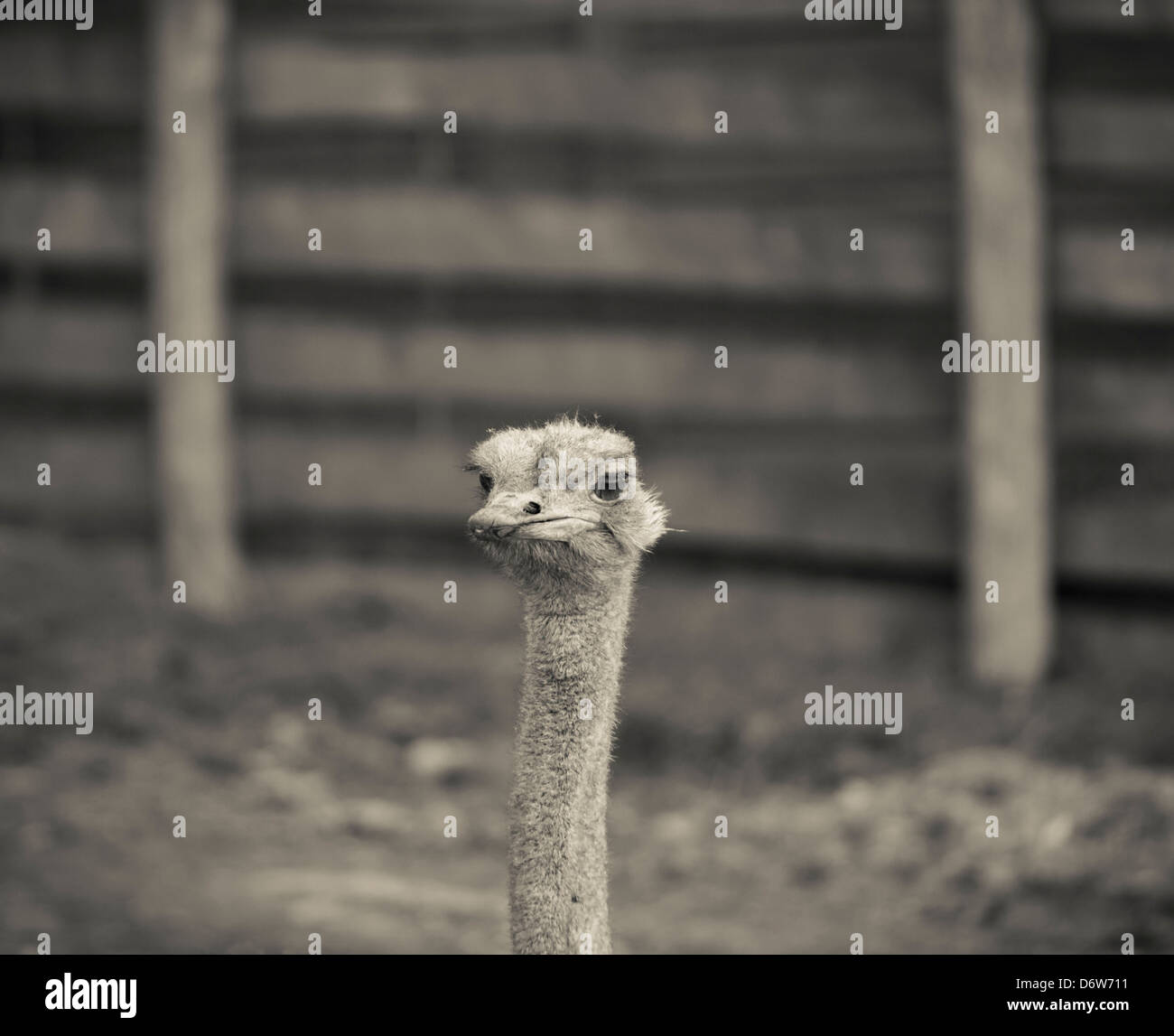 An ostrich at Port Lympne Wild Animal Park, Aldington Rd, Lympne, Hythe, Kent, England. Stock Photo