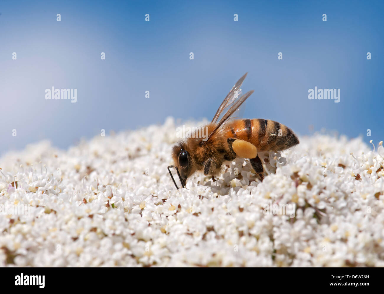 Honey bee, Worker carry pollen Stock Photo