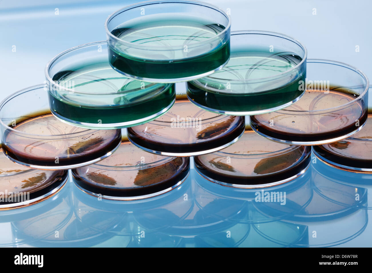 Petri dish with colonies of pathogenic bacteria Stock Photo