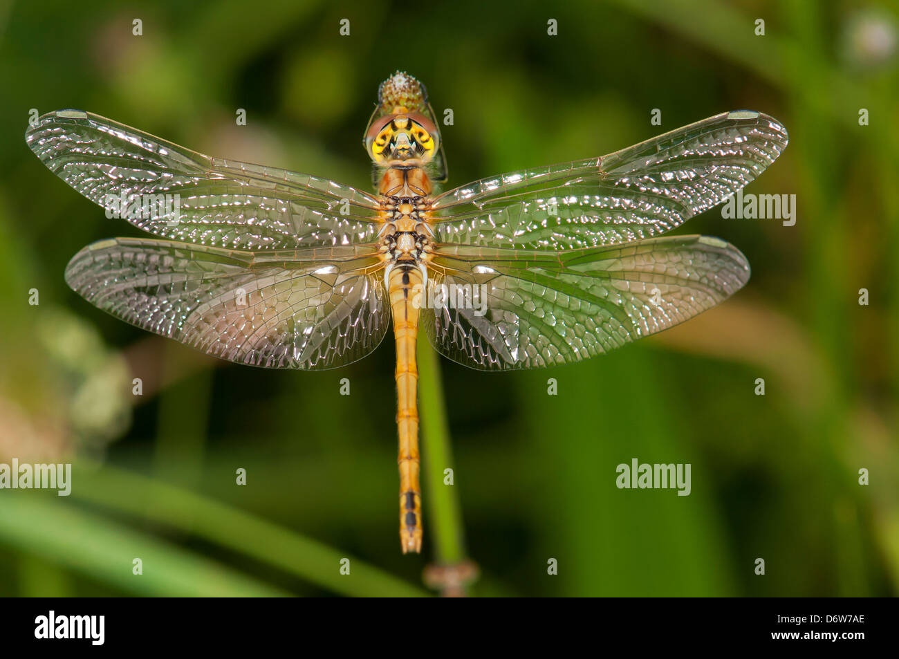 Dragonfly with shining wings, Upper view Stock Photo