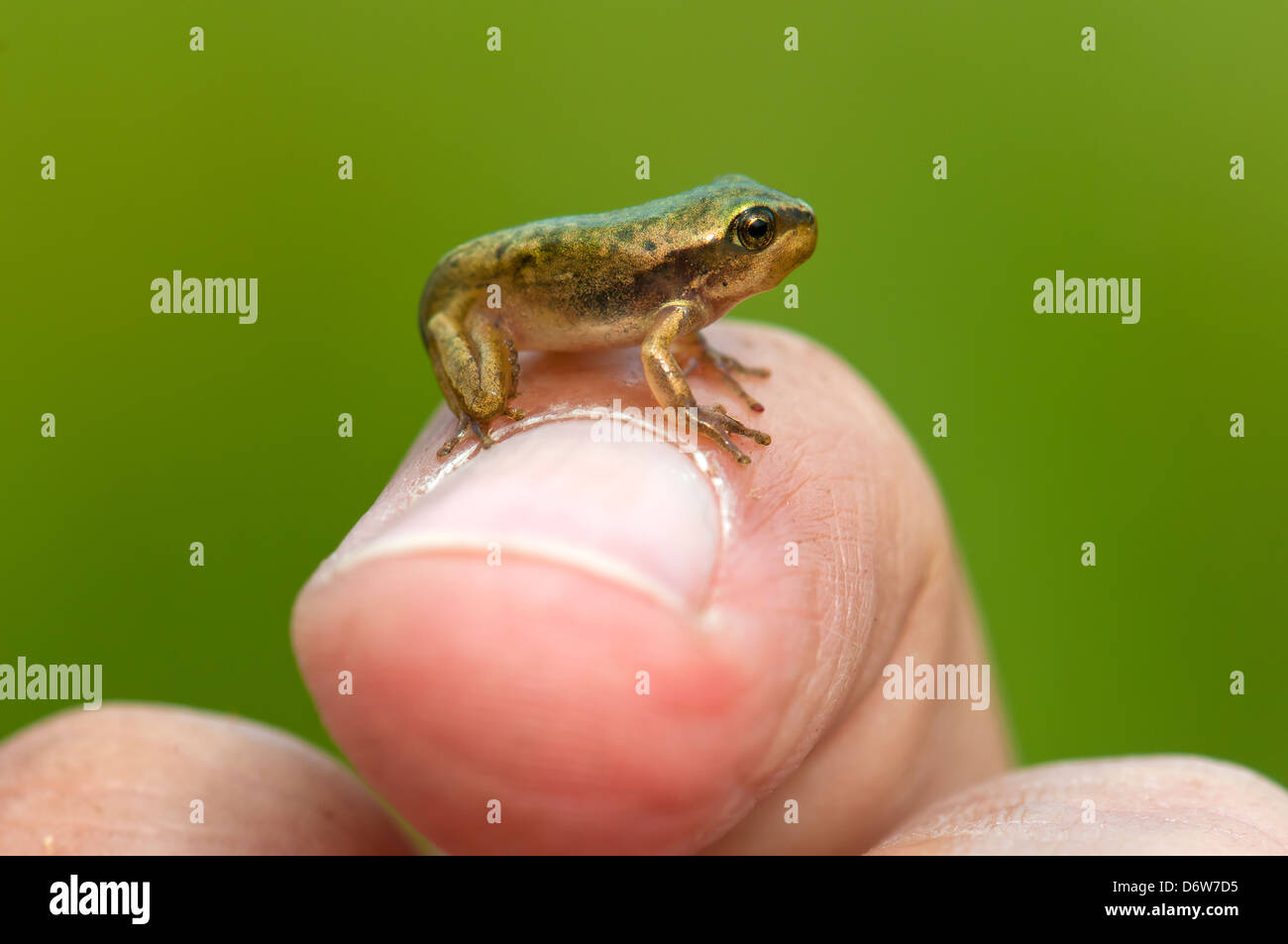 Young Tree frog on top of a finger Stock Photo Alamy