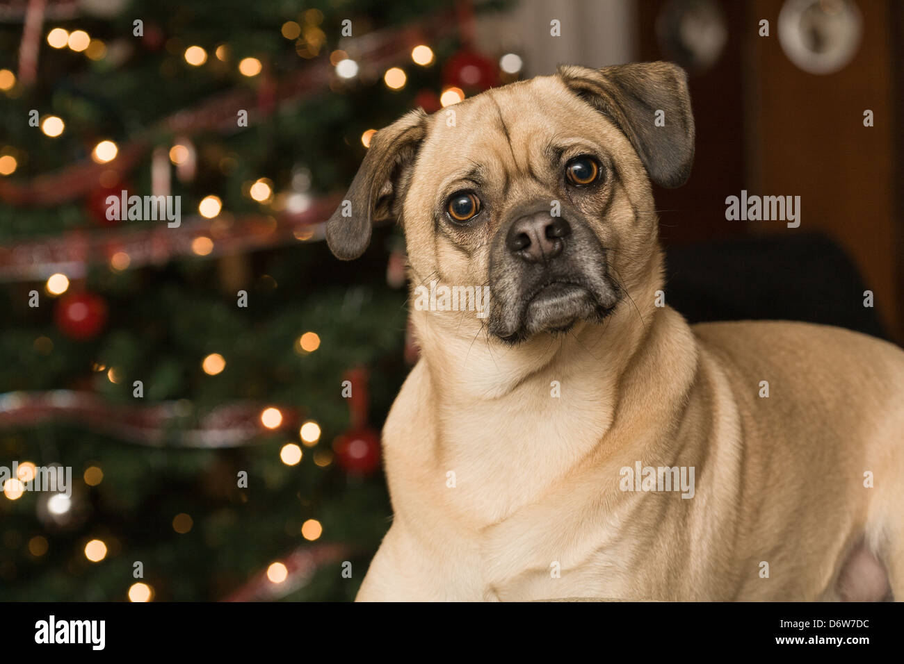 Dog resting at home in front of Christmas Tree Stock Photo - Alamy