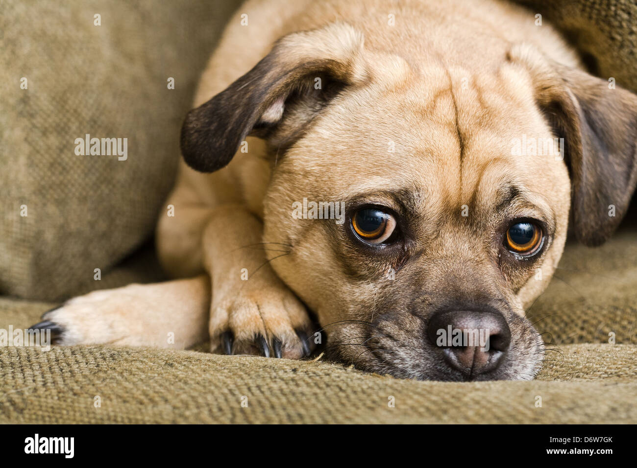 Dog resting at home. Stock Photo