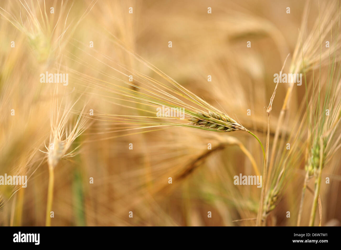 Wardenburg, Germany, ears of barley in a field in Oldenburg Stock Photo