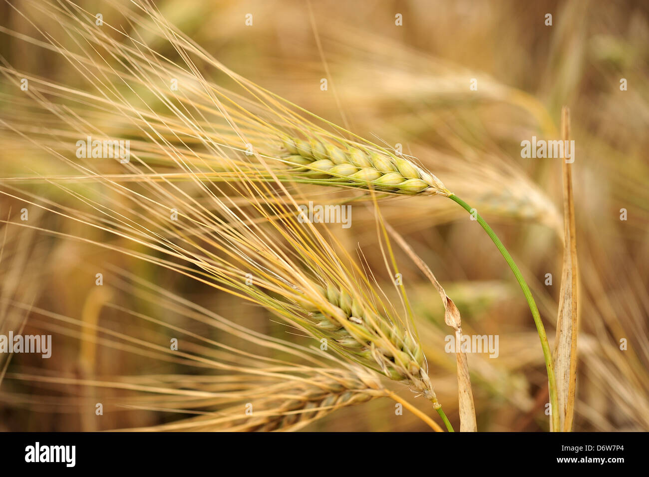 Wardenburg, Germany, a field with ears of barley in Oldenburg Stock Photo