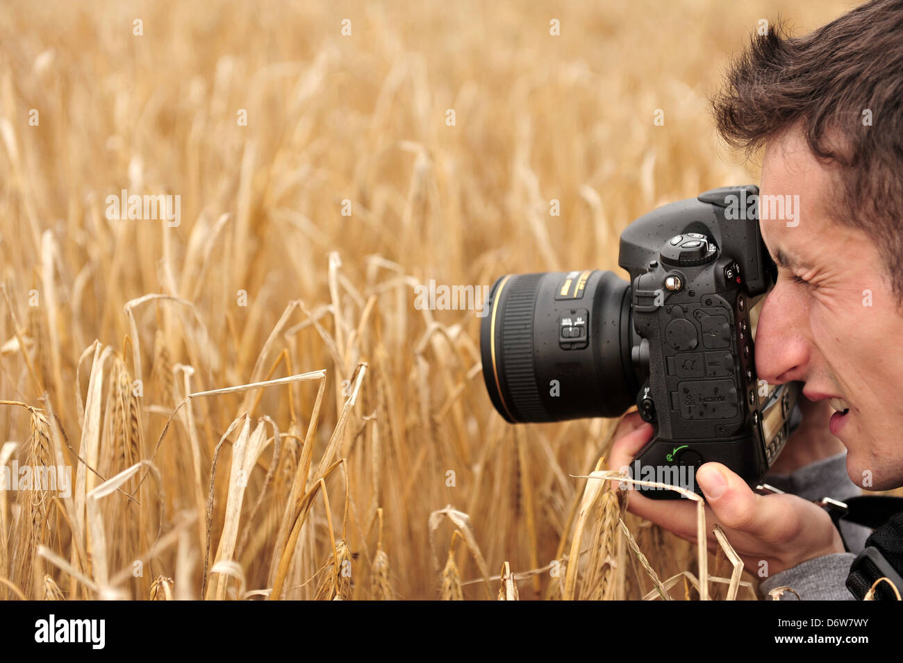 Wardenburg, Germany, a young man photographed ears of barley in a field in Oldenburg Stock Photo