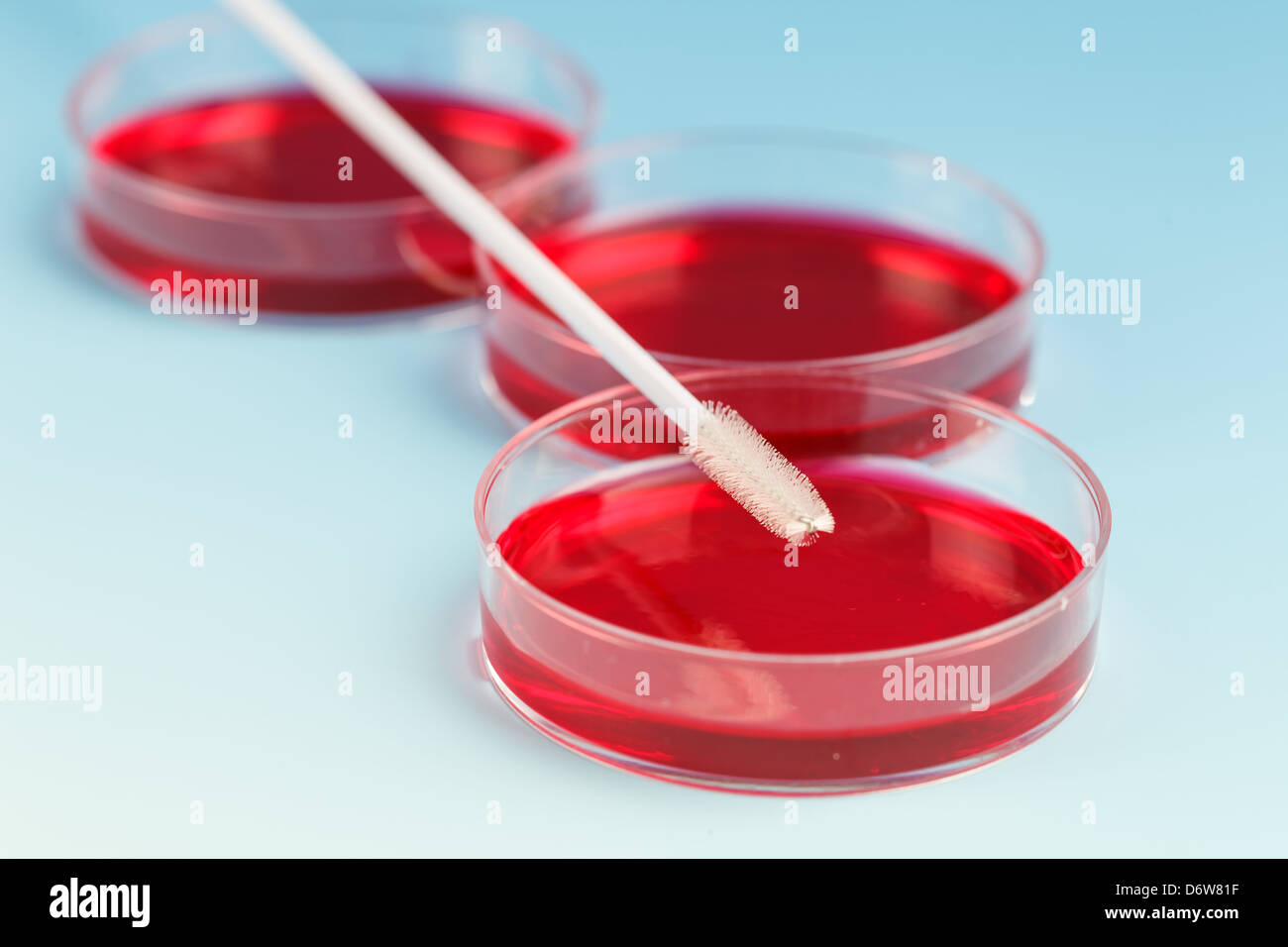 Cell collector and petri dish with cell culture in agar Stock Photo
