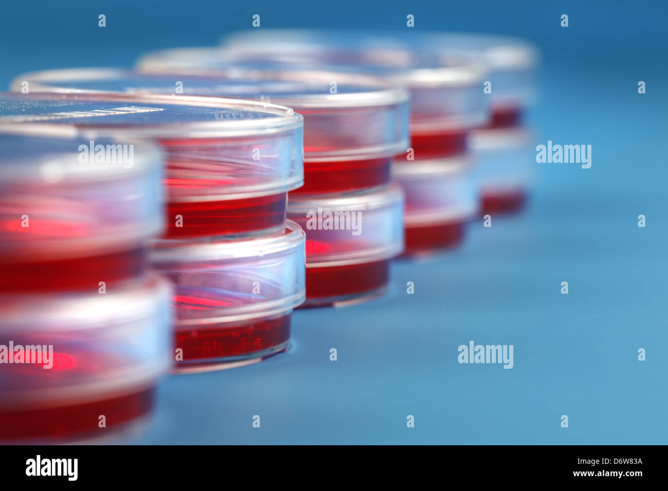 Stack of petri dishes with samples of biological cultures Stock Photo
