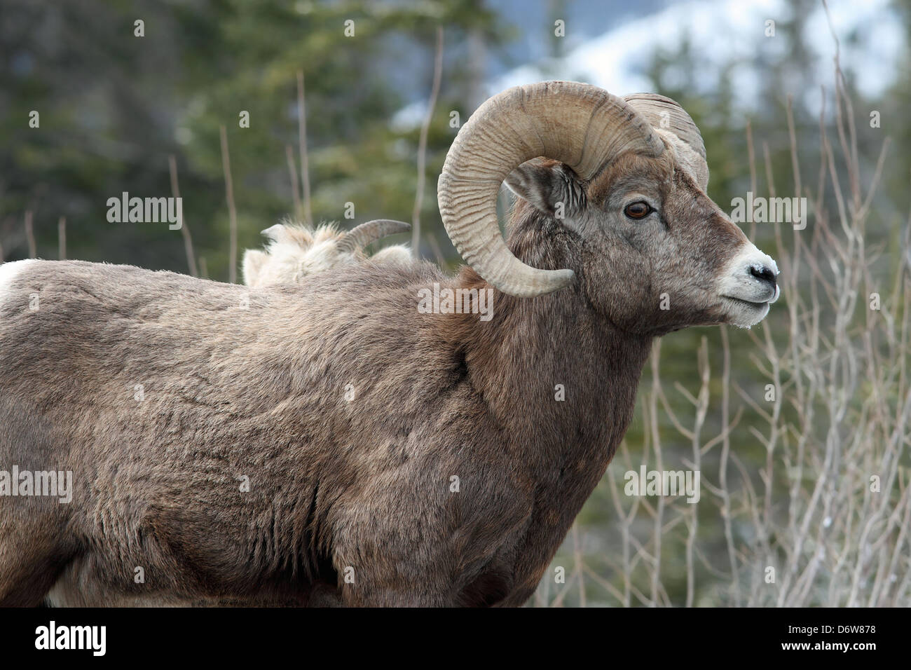 a young wild bighorn sheep Stock Photo