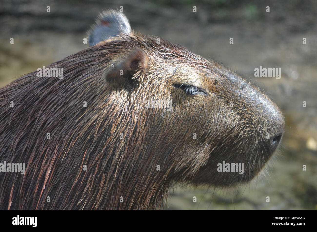 Capybara amazon river hi-res stock photography and images - Alamy
