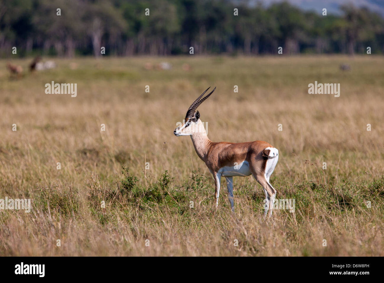 Gazelle or antelope hi-res stock photography and images - Alamy