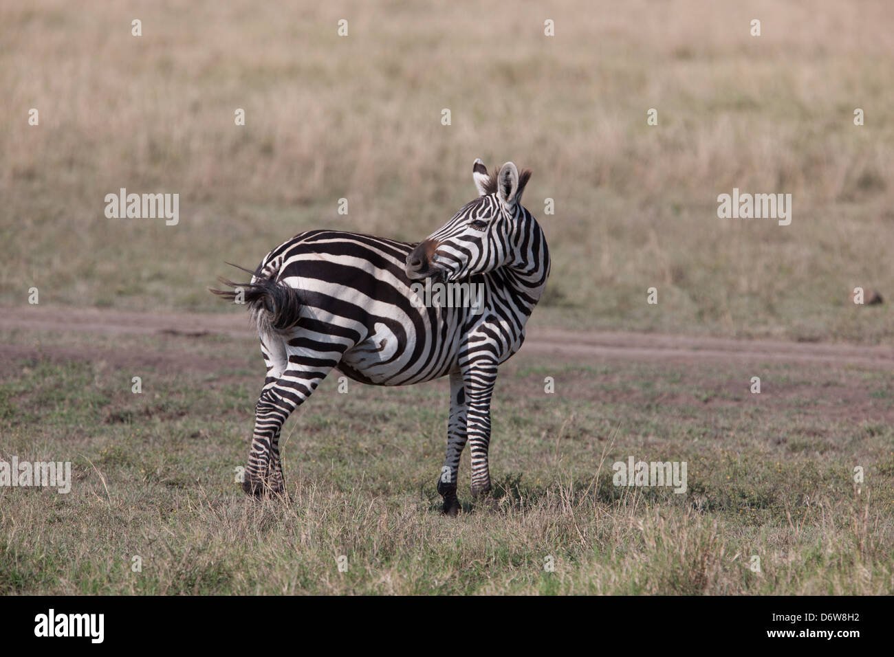 Zebra swishing tail Stock Photo