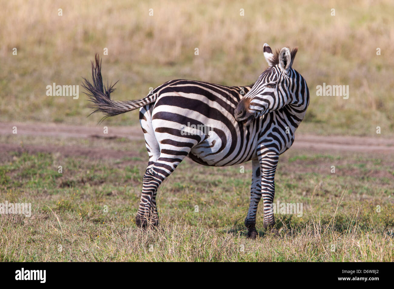 Tail swishing hires stock photography and images Alamy