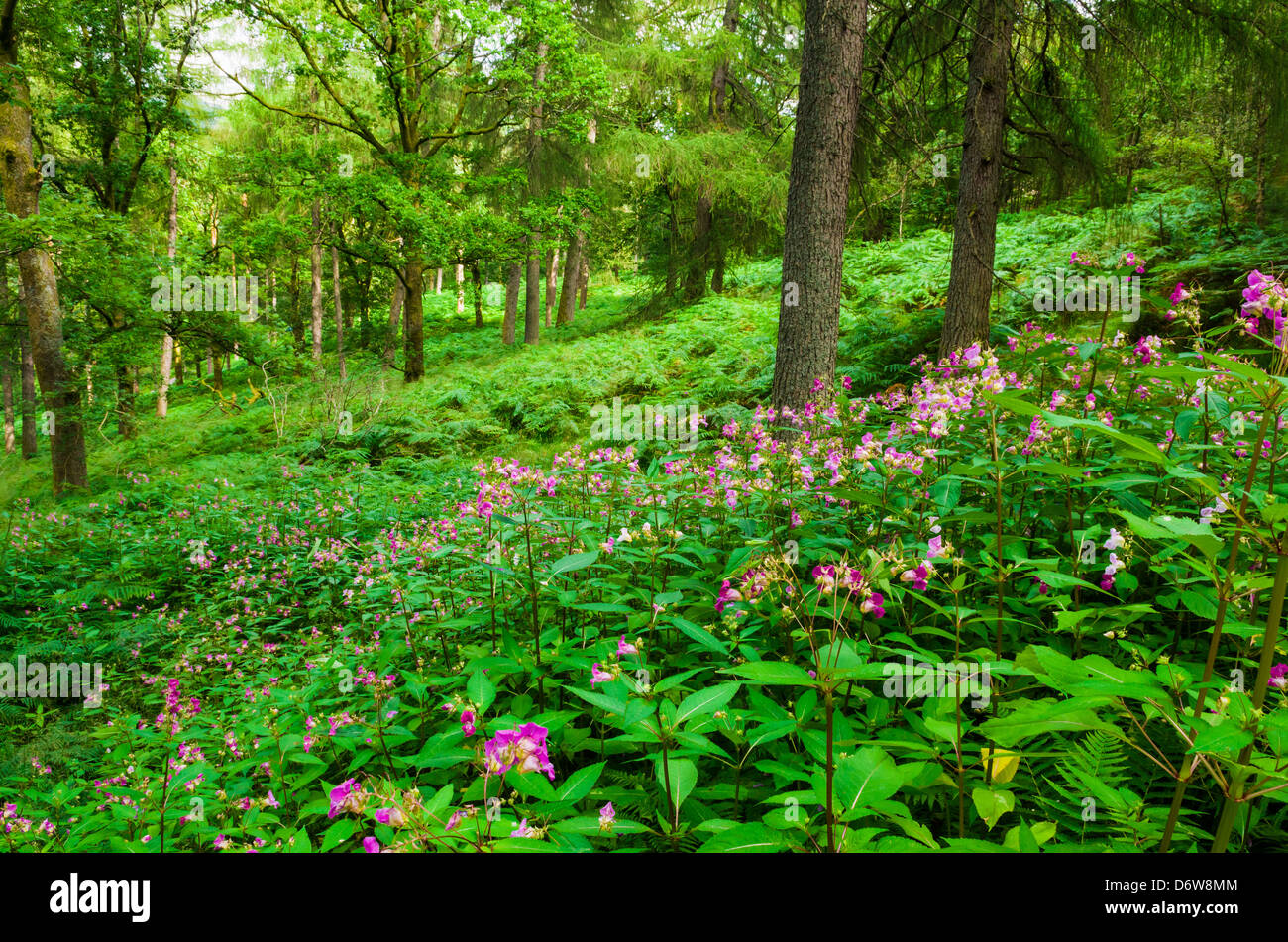 Himalayan Balsam. A non-native invasive species in the UK growing in woodland in the Lake District, Cumbria, England. Stock Photo