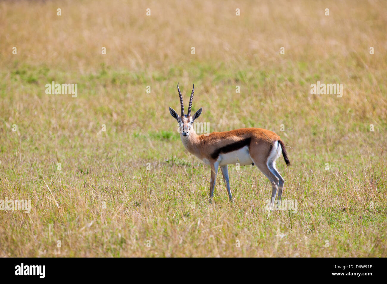 Gazelle of africa hi-res stock photography and images - Alamy