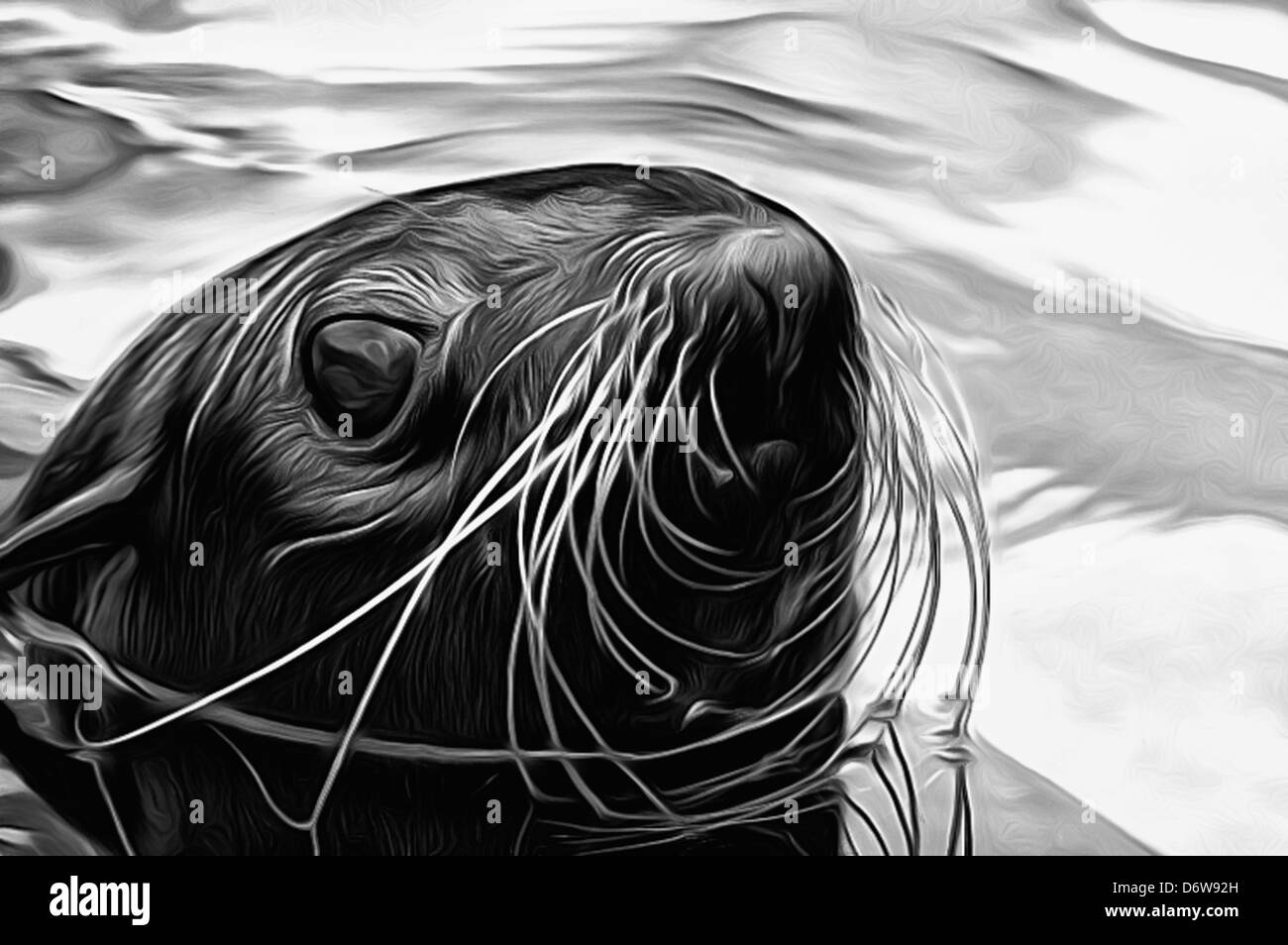 seal, animals, illustration seal, seal´s head, eyes, mustache, fur