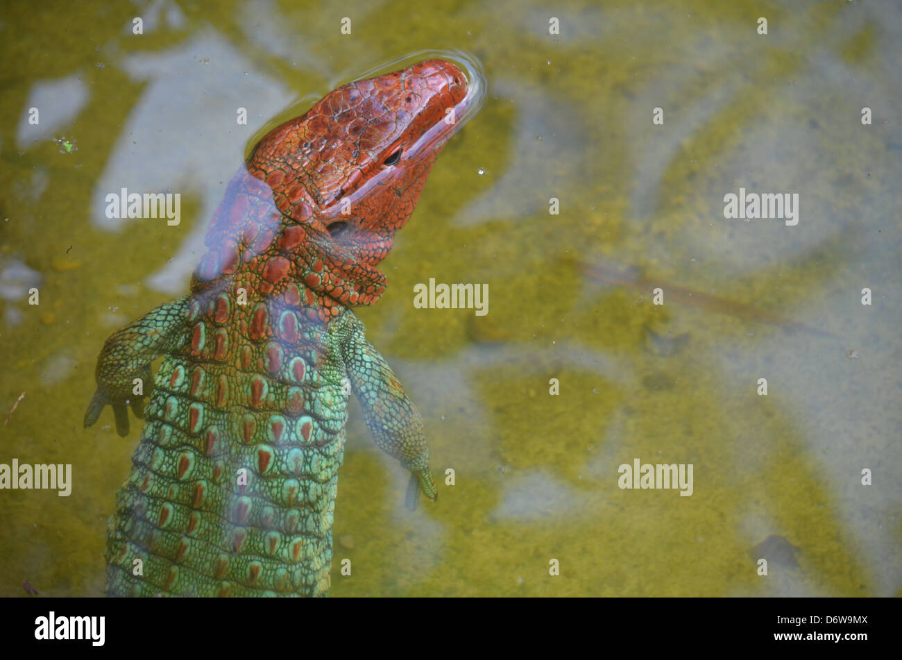 Lizard shedding skin hires stock photography and images Alamy