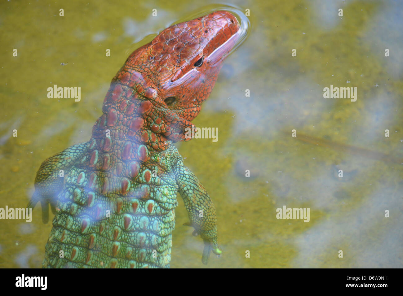 a lizard shedding its skin and changing colours Stock Photo