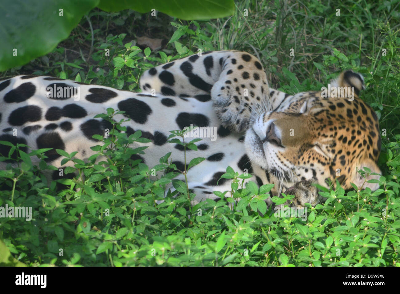 Jaguar Amazon Rainforest High Resolution Stock Photography and Images