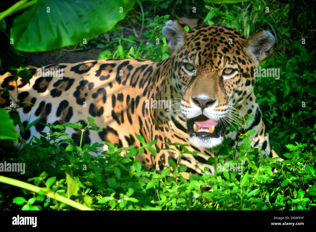 Jaguar on a riverbank in the Amazon rainforest Stock Photo Alamy