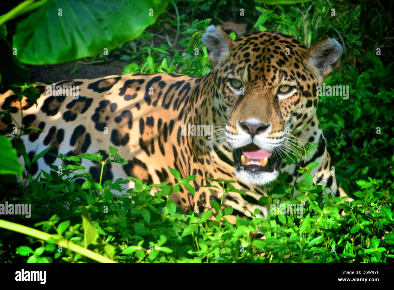 Jaguar on a riverbank in the Amazon rainforest Stock Photo - Alamy