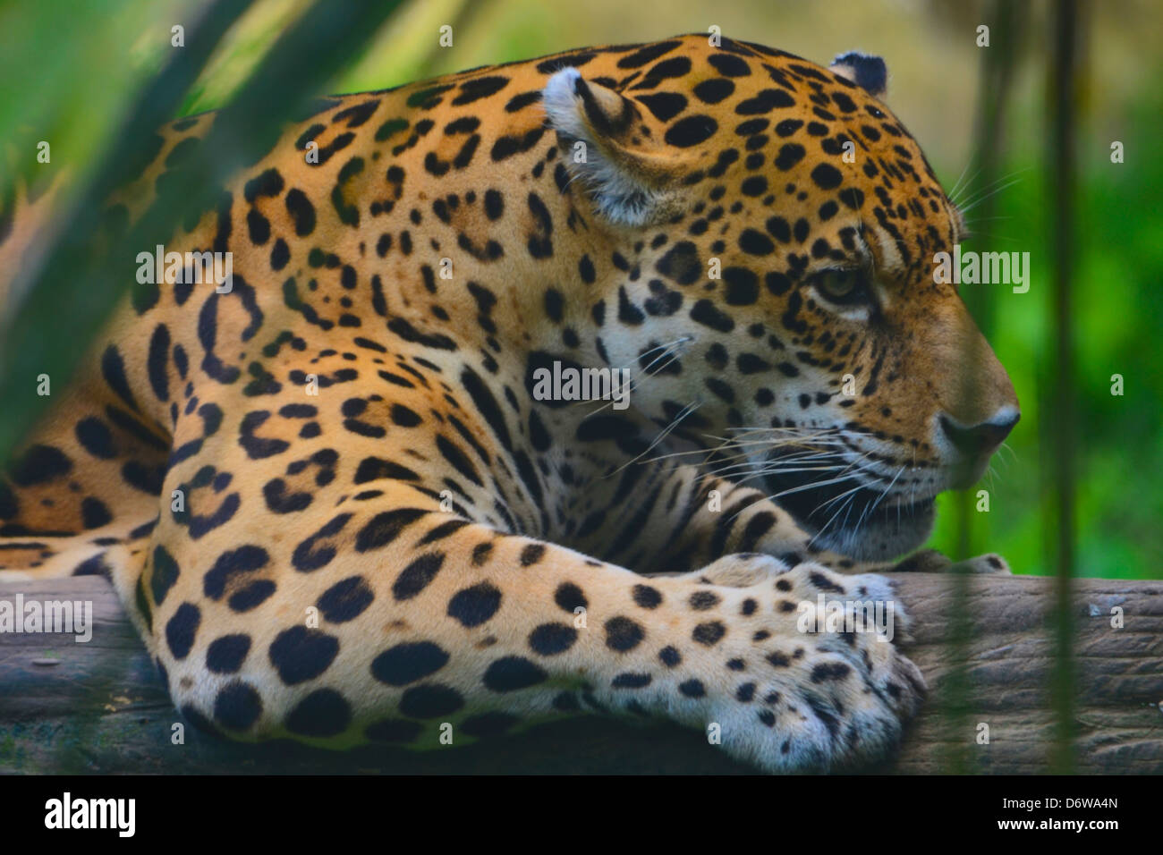 A Jaguar rests on a tree branch. Iquitos, Peru Stock Photo - Alamy