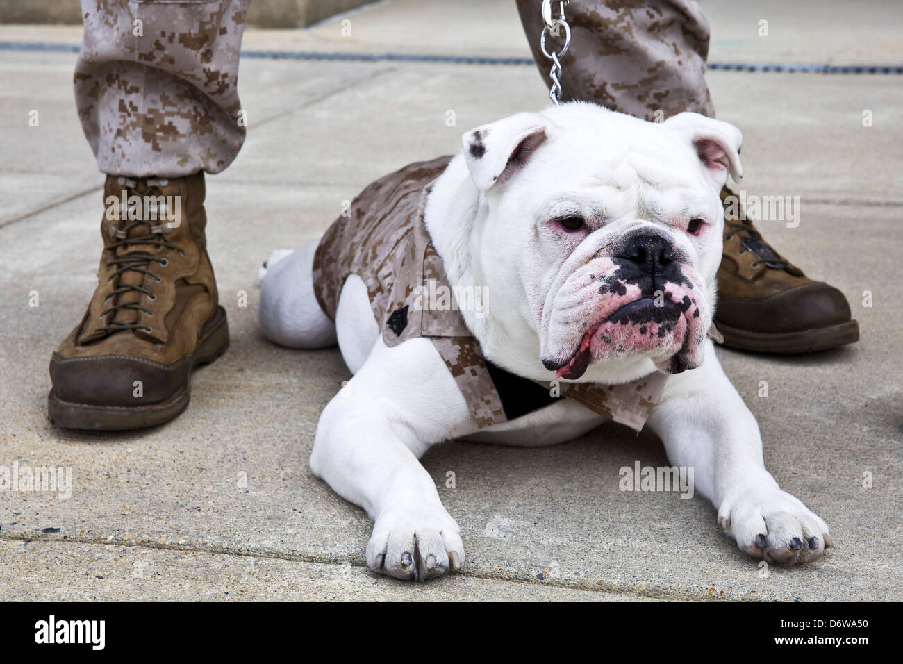 The outgoing Marine Corps mascot, Sgt. Chesty XIII, lays on the ground following the Eagle Globe and Anchor pinning ceremony for incoming Marine Corps mascot Private First Class Chesty XIV April 8, 2013 in Washington, DC. The English bulldog has been the choice of breed for Marine mascot since the 1950s, with each being named Chesty in honor of the highly decorated late Gen. Lewis Chesty Puller. Stock Photo