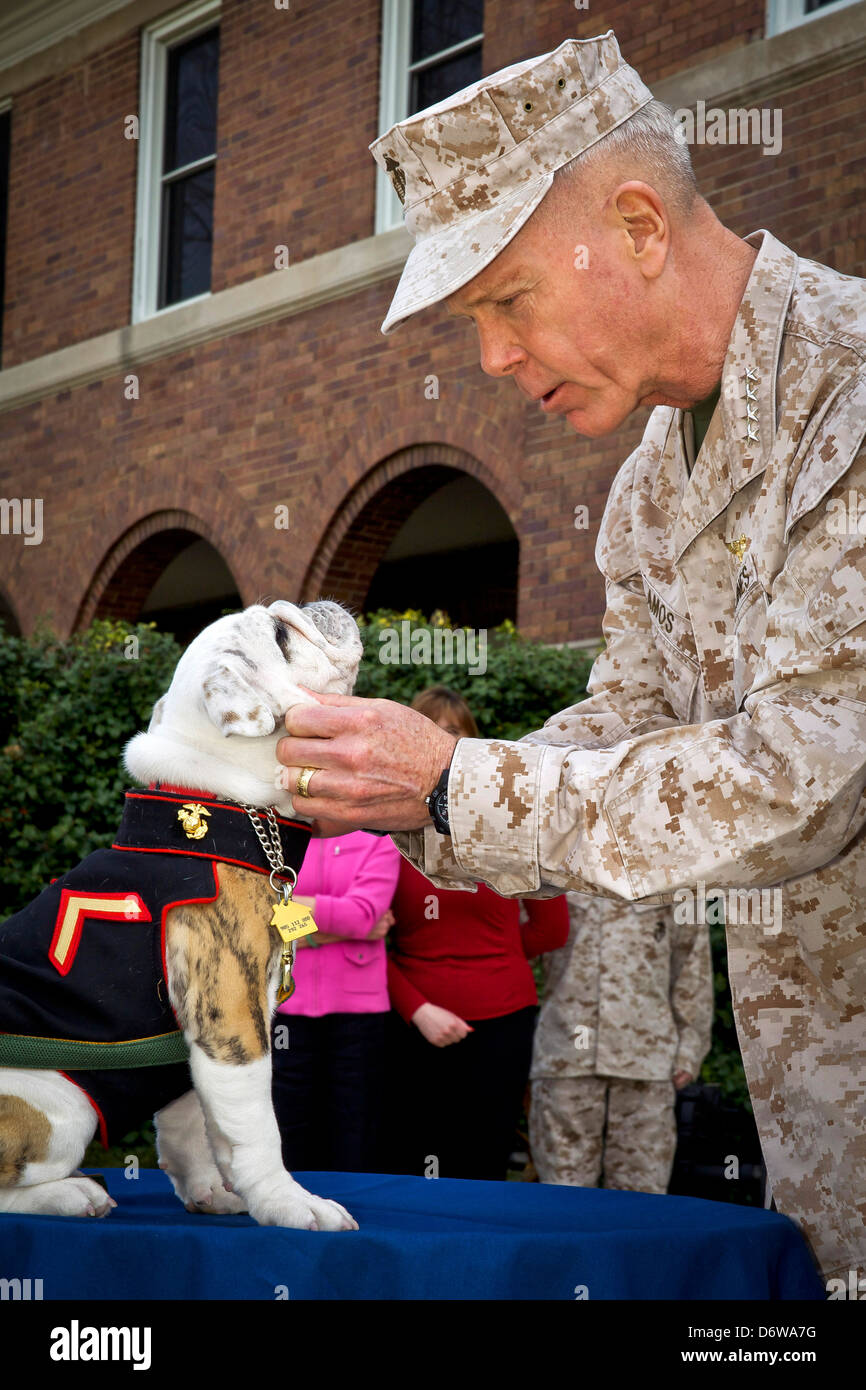 Commandant of the US Marine Corps Gen. James F. Amos pets incoming Marine Corps mascot Private First Class Chesty XIV during the Eagle Globe and Anchor ceremony for April 8, 2013 in Washington, DC. The English bulldog has been the choice of breed for Marine mascot since the 1950s, with each being named Chesty in honor of the highly decorated late Gen. Lewis Chesty Puller. Stock Photo