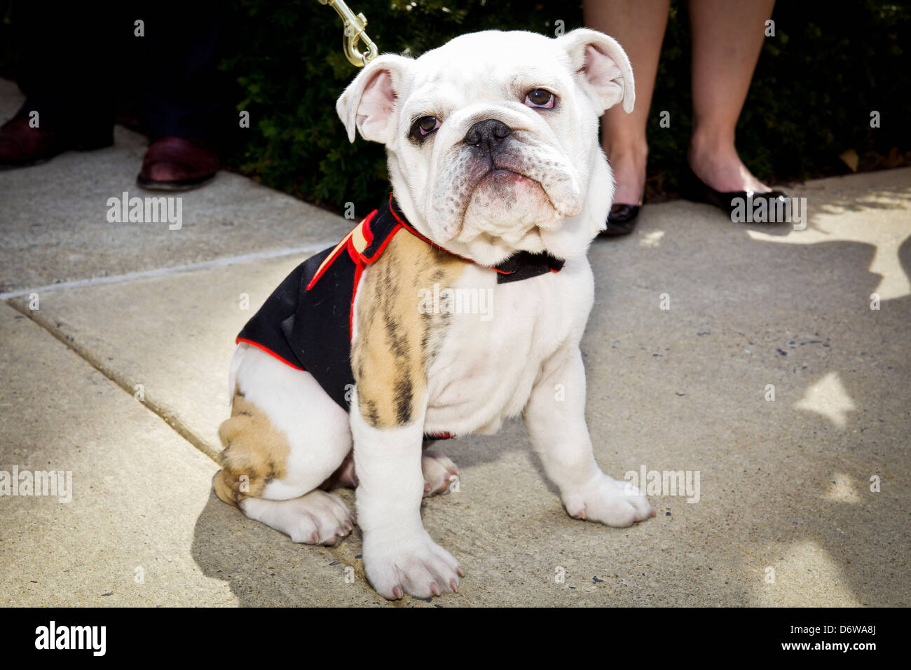 The incoming Marine Corps mascot Private First Class Chesty XIV following the Eagle Globe and Anchor ceremony April 8, 2013 in Washington, DC. The English bulldog has been the choice of breed for Marine mascot since the 1950s, with each being named Chesty in honor of the highly decorated late Gen. Lewis Chesty Puller. Stock Photo