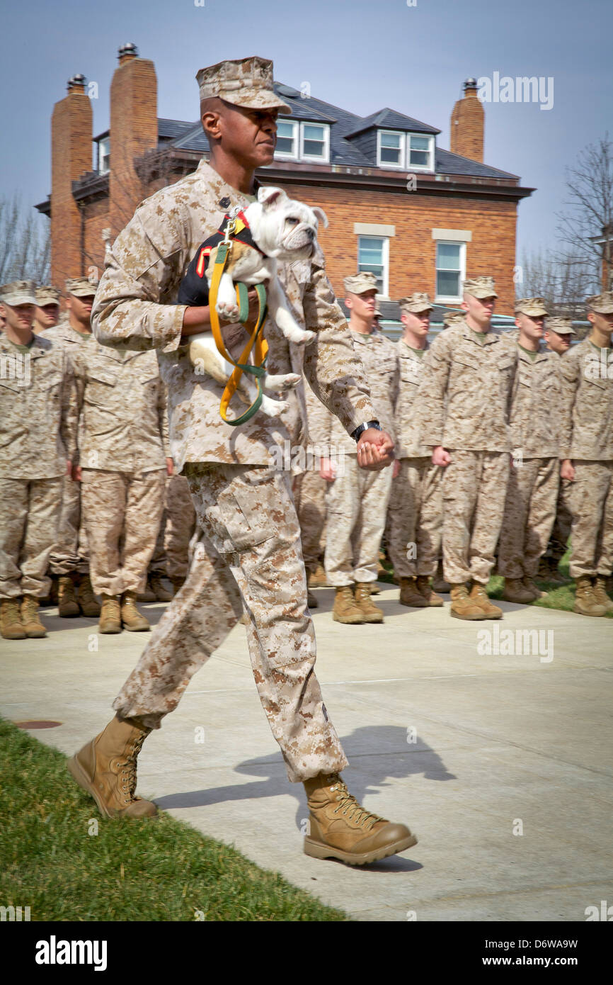 Marine Barracks Washington Sgt. Maj. Eric J. Stockton carries the incoming Marine Corps mascot Chesty XIV during the Eagle Globe and Anchor pinning ceremony April 8, 2013 in Washington, DC. The English bulldog has been the choice of breed for Marine mascot since the 1950s, with each being named Chesty in honor of the highly decorated late Gen. Lewis Chesty Puller. Stock Photo