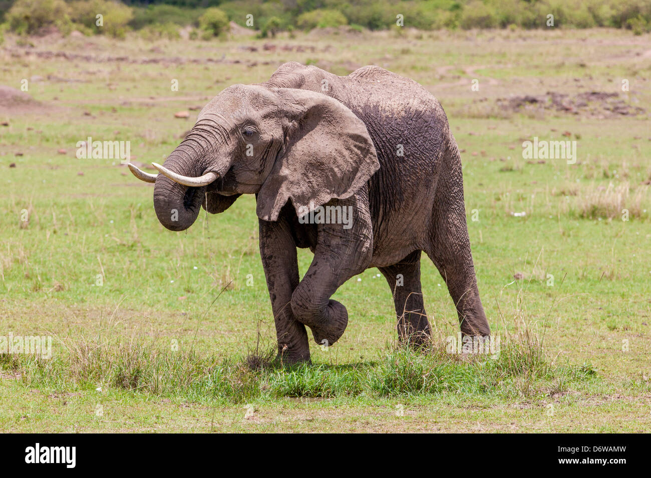 Young Elephant drinking at waterhole Stock Photo