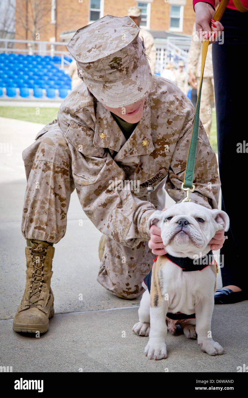 A US Marine pets incoming Marine Corps mascot Private First Class Chesty XIV during the Eagle Globe and Anchor ceremony for April 8, 2013 in Washington, DC. The English bulldog has been the choice of breed for Marine mascot since the 1950s, with each being named Chesty in honor of the highly decorated late Gen. Lewis Chesty Puller. Stock Photo