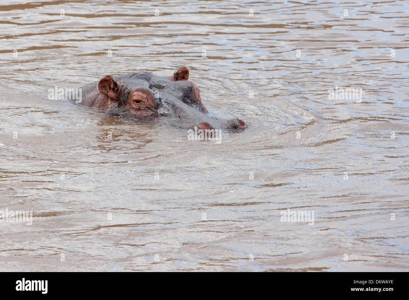 Hippo semi-submerged in river Stock Photo