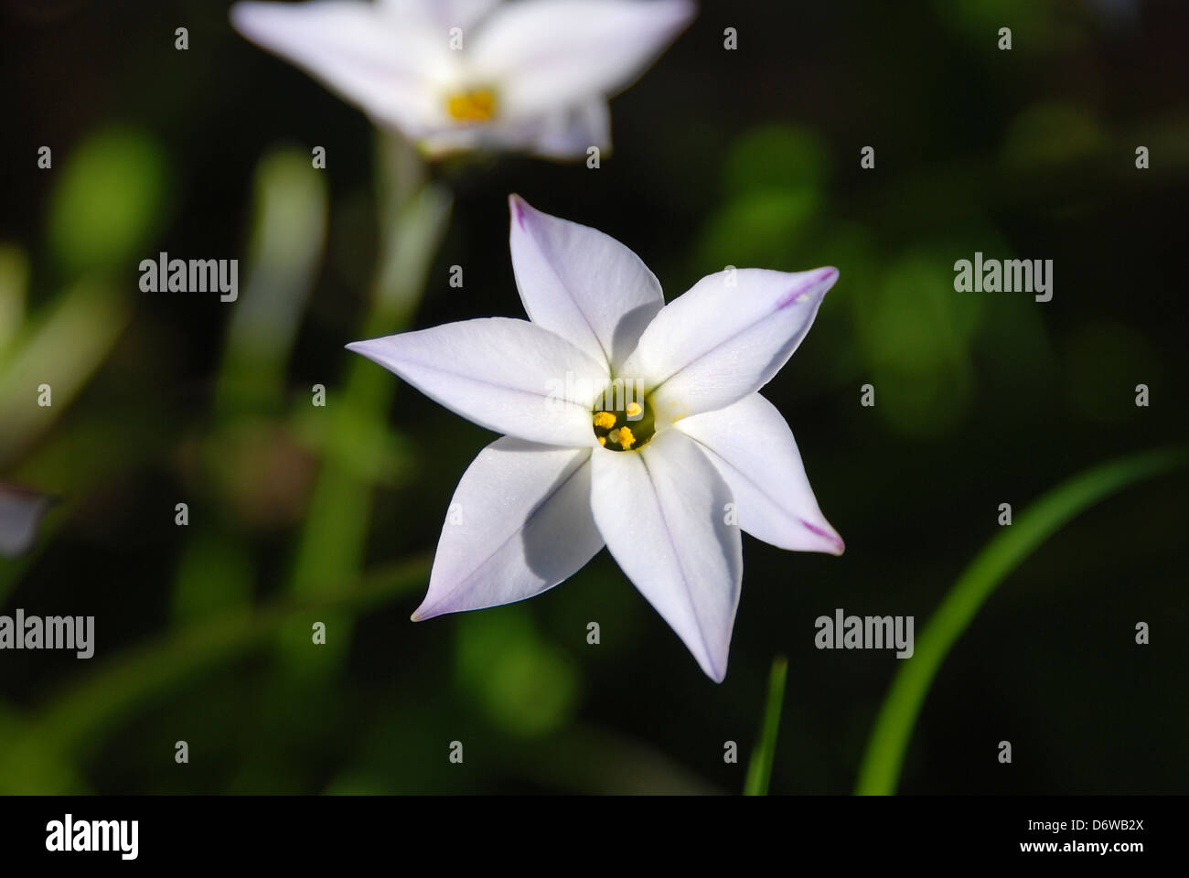 Closeup of a delicate starflower bloom Stock Photo