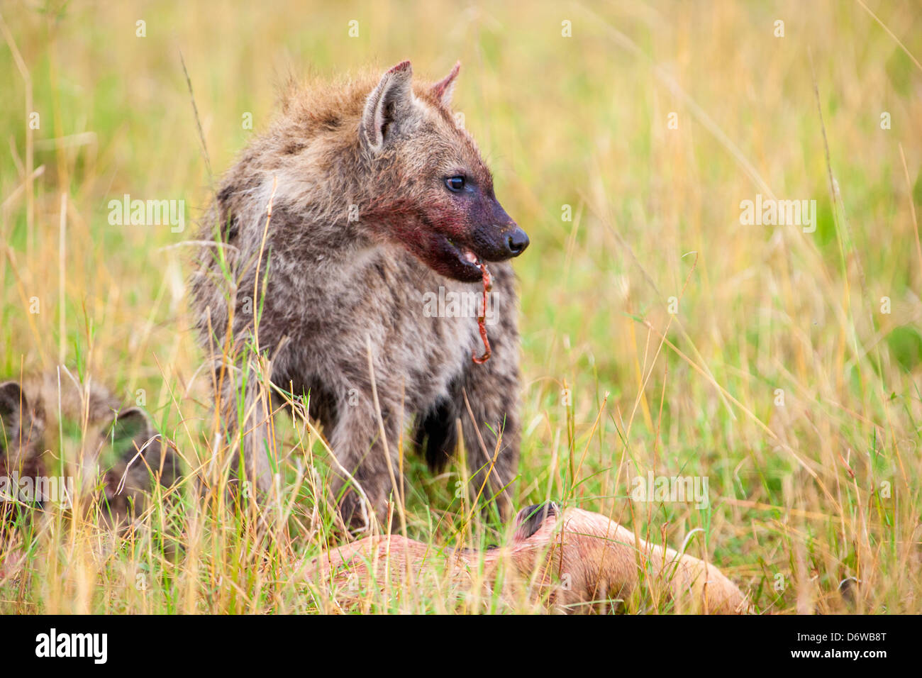 Hyena with prey hi-res stock photography and images - Alamy