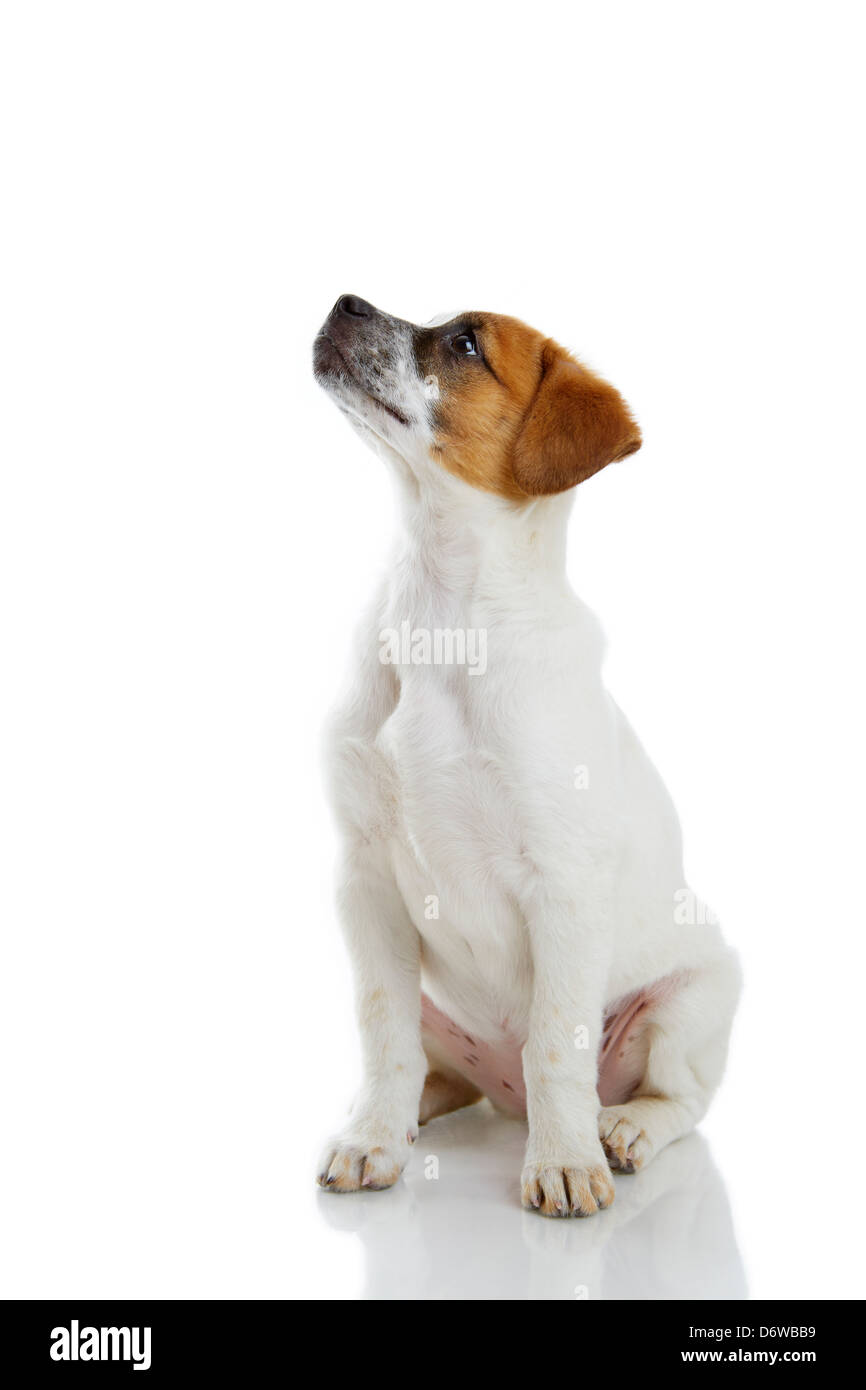 Small deals dog sitting