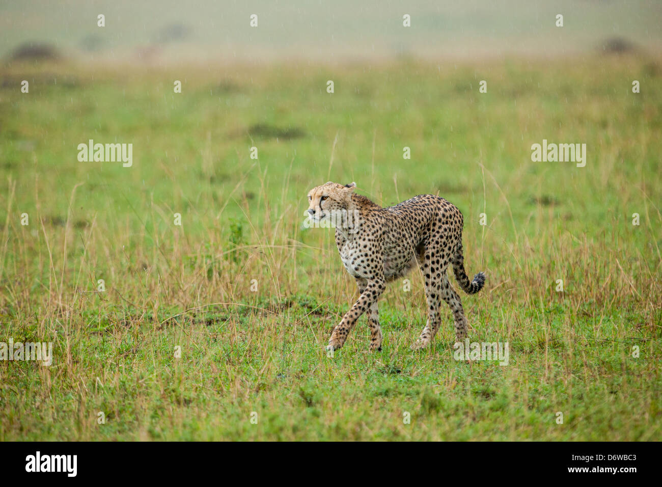 Cheetah walking in plains of Masai Mara Stock Photo