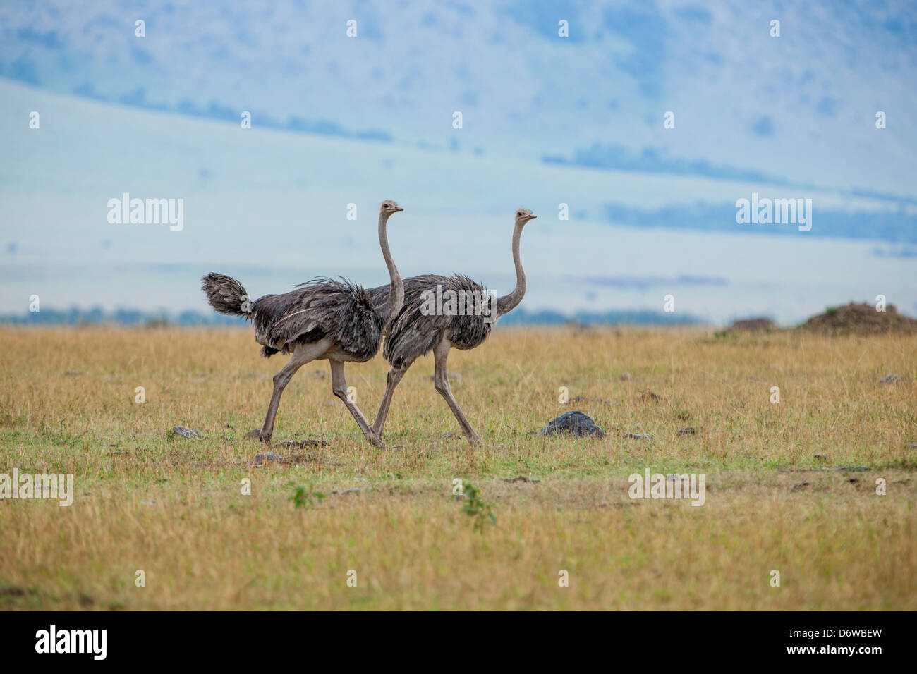 Pair of Ostriches walking across plains of the Masai Mara Stock Photo